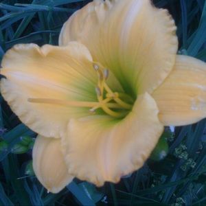 Meet your Posher, Dianne